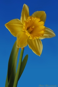 Prize Winning Yellow Daffodil